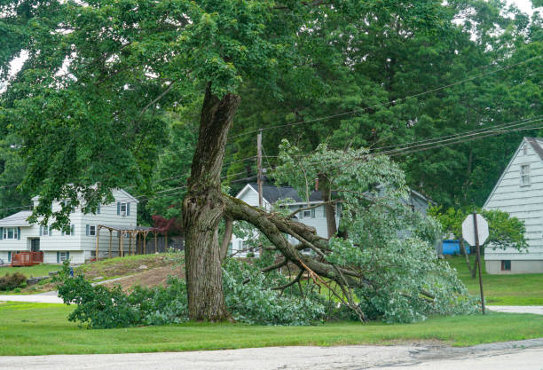 How Our Tree Care Process Works  in  Lansing, MI