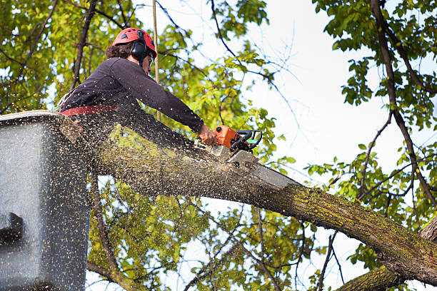  Lansing, MI Tree Care Services Pros